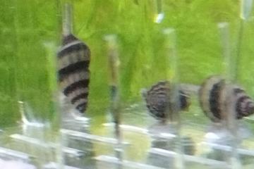 Escargots