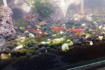 Crevettes