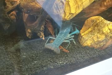 Ecrevisses bleues "Procambarus alleni"