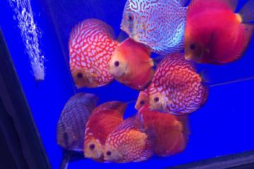 Discus 10-16 cm