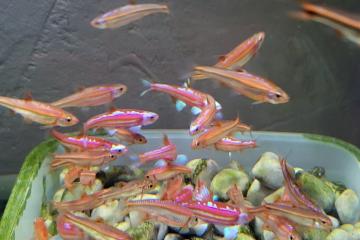 Notropis chrosomus