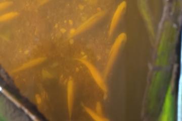 Don poissons cichlidés