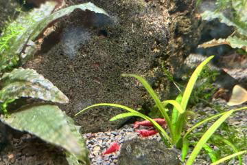 Crevettes aquarium Bloody/Yellow