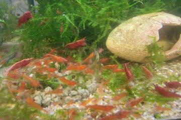 Crevettes rouges neocaridina sakura red