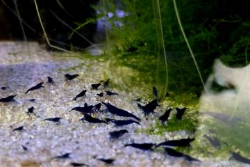 Crevettes Neocaridina Blue Dream