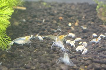 Neocaridina – Crevettes d’aquarium élevées à la maison