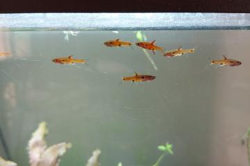 Donne 7 boraras maculatus proche Lyon