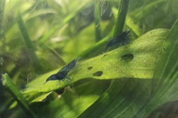 Neocaridina davidi