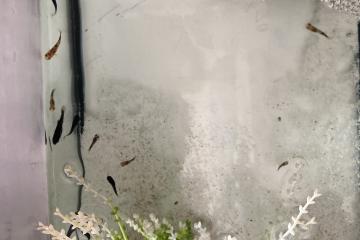 Jeunes Poissons Mollys