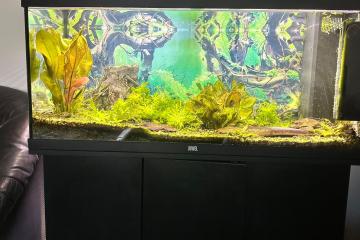 agerichten Juwel Aquarium inklusiv Ennerschaaf, Fësch an emfangreichem Zoubehör