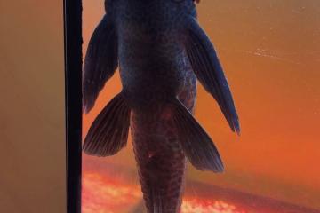 Don – Hypostomus plecostomus (pléco) – Hainaut