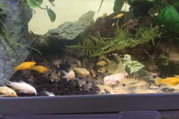 Corydoras Panda à voile par 10