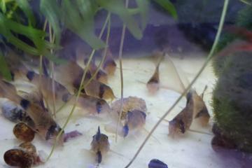 Corydoras Panda à voile par 10