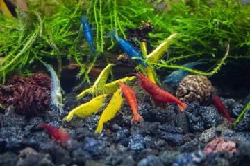 Crevettes red cherry/yellow fire/blue velvet