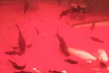 vente de Molly Alvin black et albinos