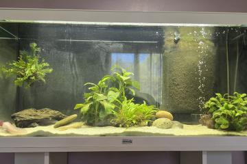 2 axolotls + aquarium Aquadisio 120 l