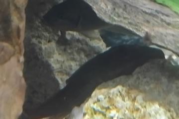 Pleco