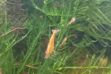 Crevette neocaradina