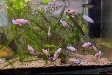 Betta Blue Rim
