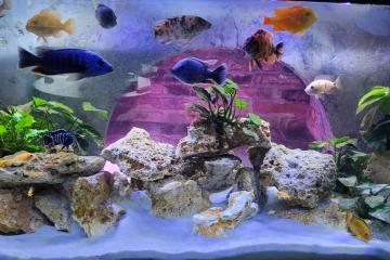 Don Labidochromis
