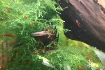 Crevettes red cherry
