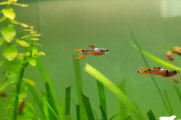 Guppy endler
