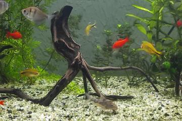 Aquarium 220 litres , matériel et poissons