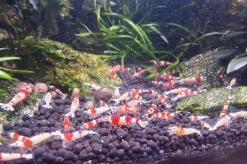 Crevettes Caridina CRS Crystal Red
