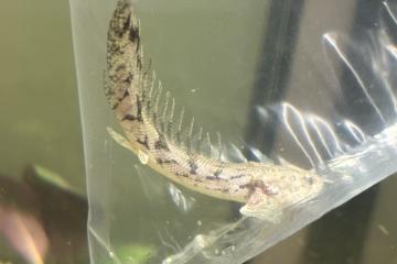 Polypterus endlicheri urgent