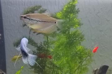 Gouramis