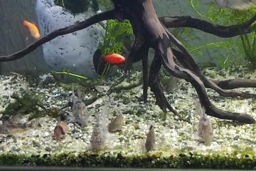 Corydoras