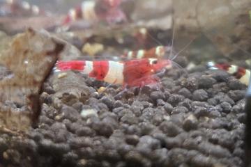 Caridina Red Wine / Crystal Red – lot de 10 – Lyon