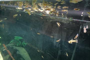 Guppys en grand nombre