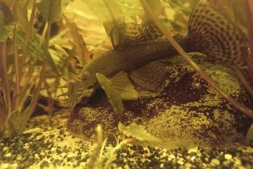 4 Ancistrus adultes