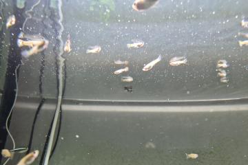 Guppys