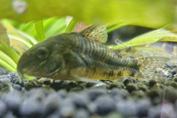 Corydoras paleatus poivré