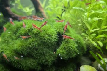 Crevettes Neocaridina davidi Red Cherry