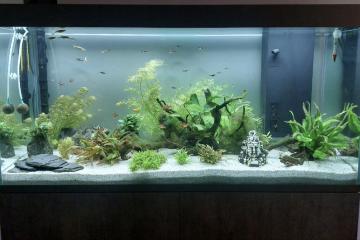 Aquarium + meuble + équipements