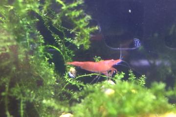 Crevettes néocaridina Red Sakura (Sakura Red)