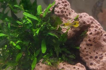 Guppy