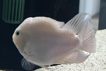 Poisson perroquet