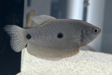 Gourami à trois tâches