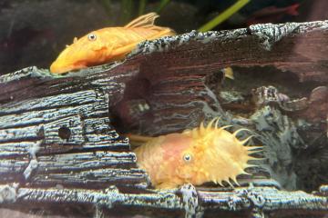 Ancistrus