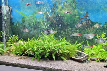 aquarium Juwel RIO 240 L