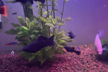 Magnifiques Black Molly – 2 € pièce 🐟
