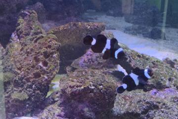 Poissons clown noir