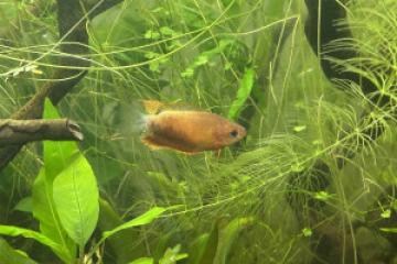 Mâle Gouramis miel (Trichogaster chuna)