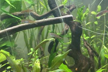 Banc de Danio choprae