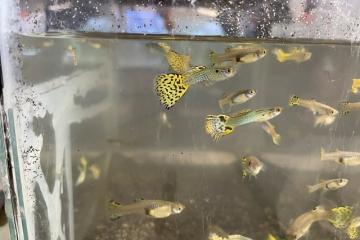 Guppy yellow snake