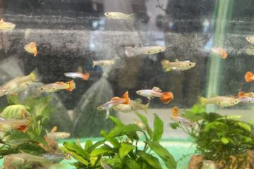 Guppys